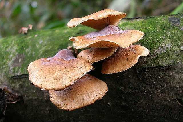 2005 :  Un anno di funghi